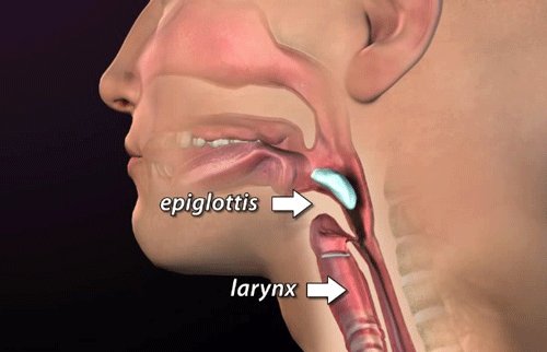 Nắp thanh quản – epiglottis